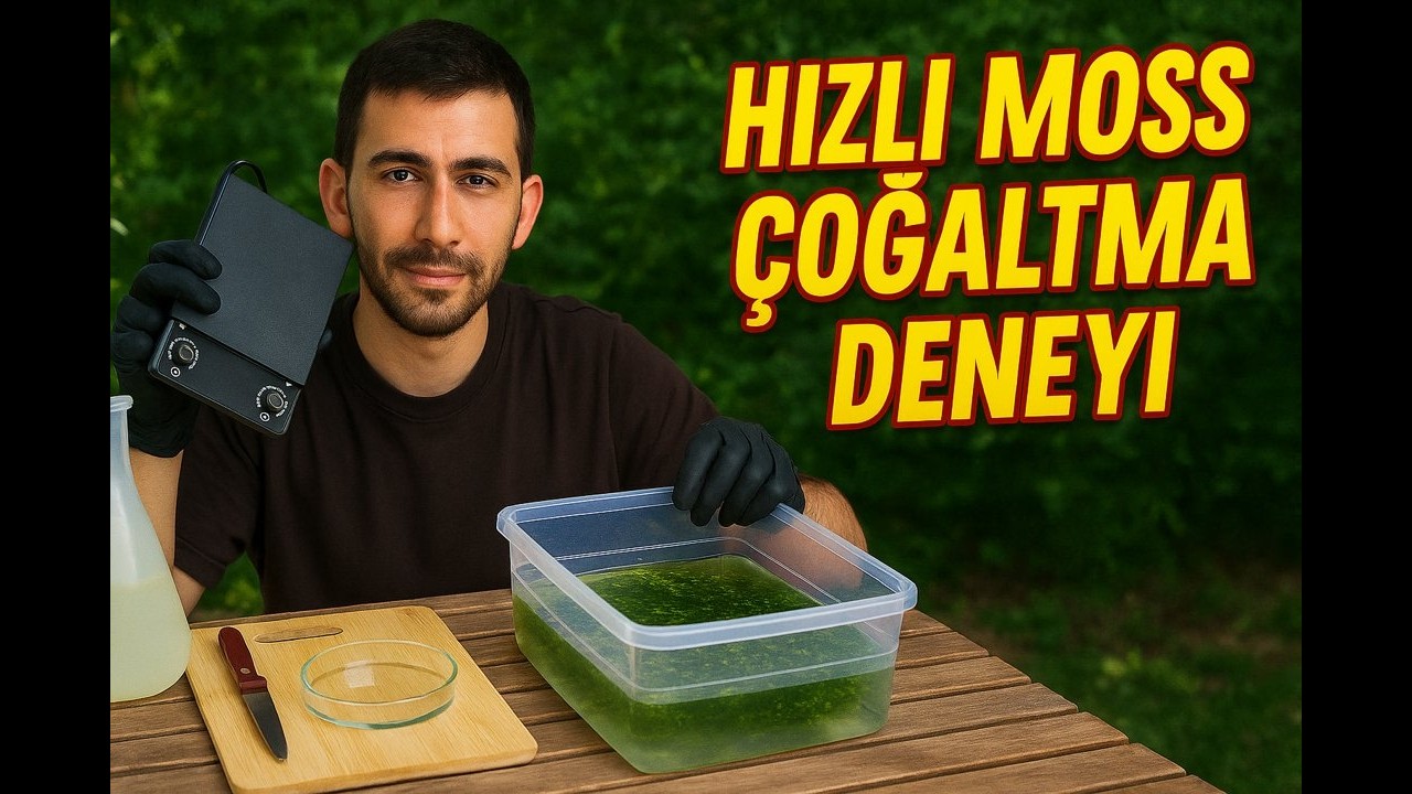 HIZLI MOSS ÇOĞALTMA DENEYİ | Java Moss Yetiştirme