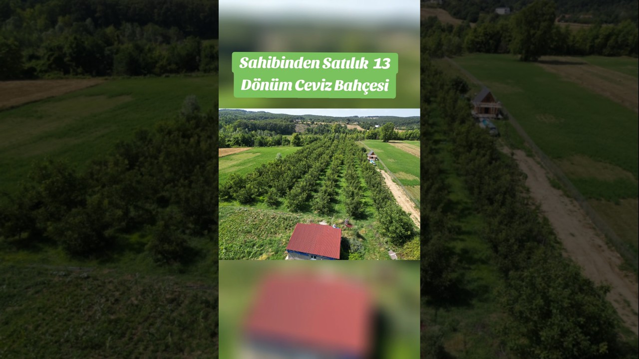 Sahibinden Satılık Ceviz Bah&ccedil;esi Sinop Erfelek#shots#keşfeted&uuml;ş#cevizlik#satılık#sahibinden#erfelek