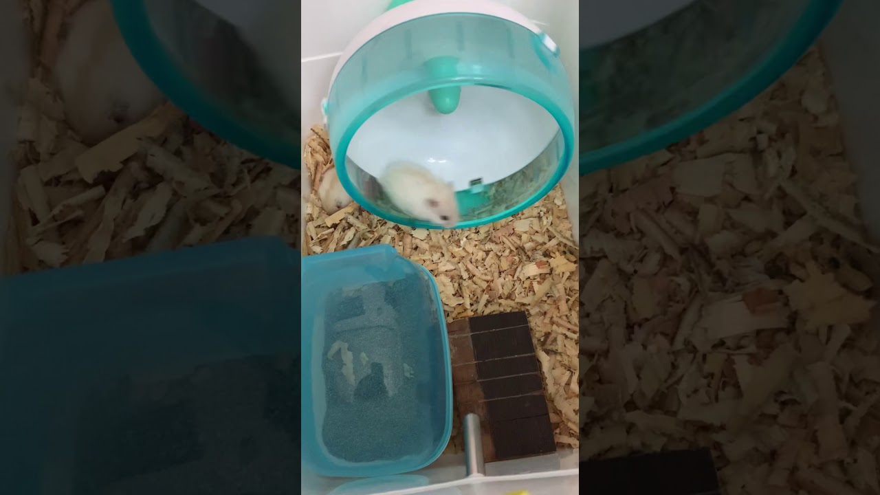 Hamster pearl yellow line