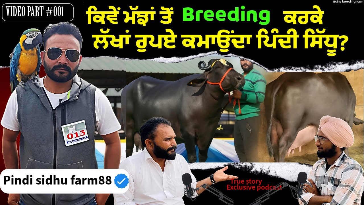 ਮੱਝਾਂ ਤੋਂ Breeding ਕਰਕੇ ਲੱਖਾਂ ਰੁਪਏ| How to start Dairy Farm tips by Pindi Sidhu|Breeder Podcast |