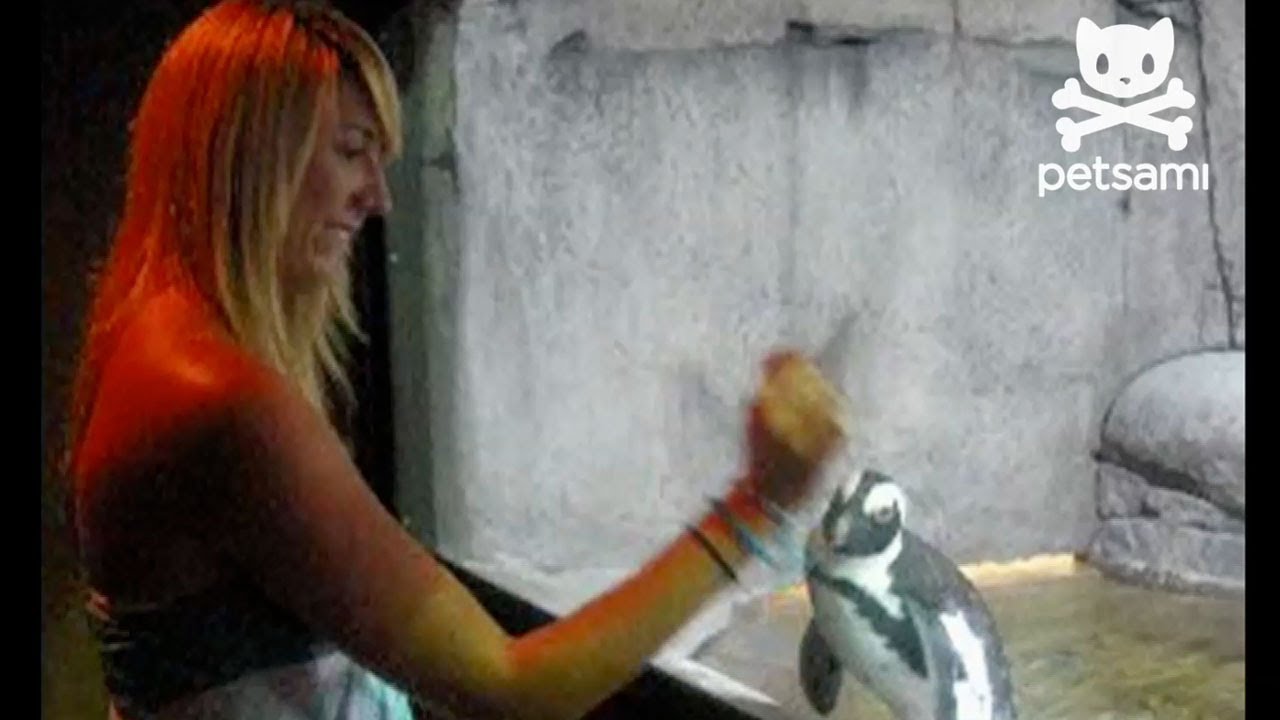Penguin follows woman's every move
