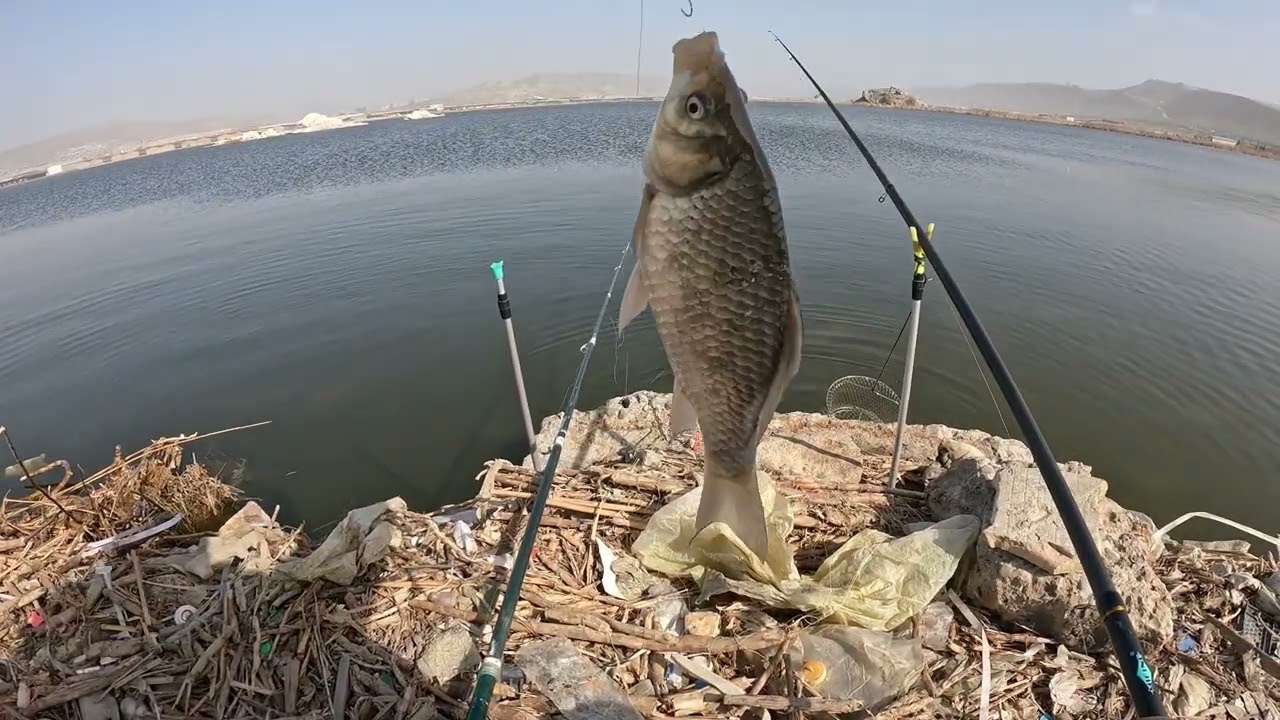 Karas ovu (Sederek golunde12 03 2026)#fishing#рыбалка на карася