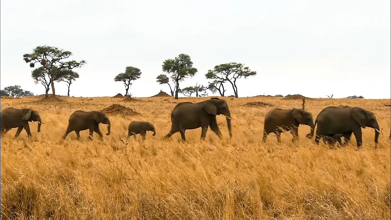 Tanzania, the Wild Heart of Africa