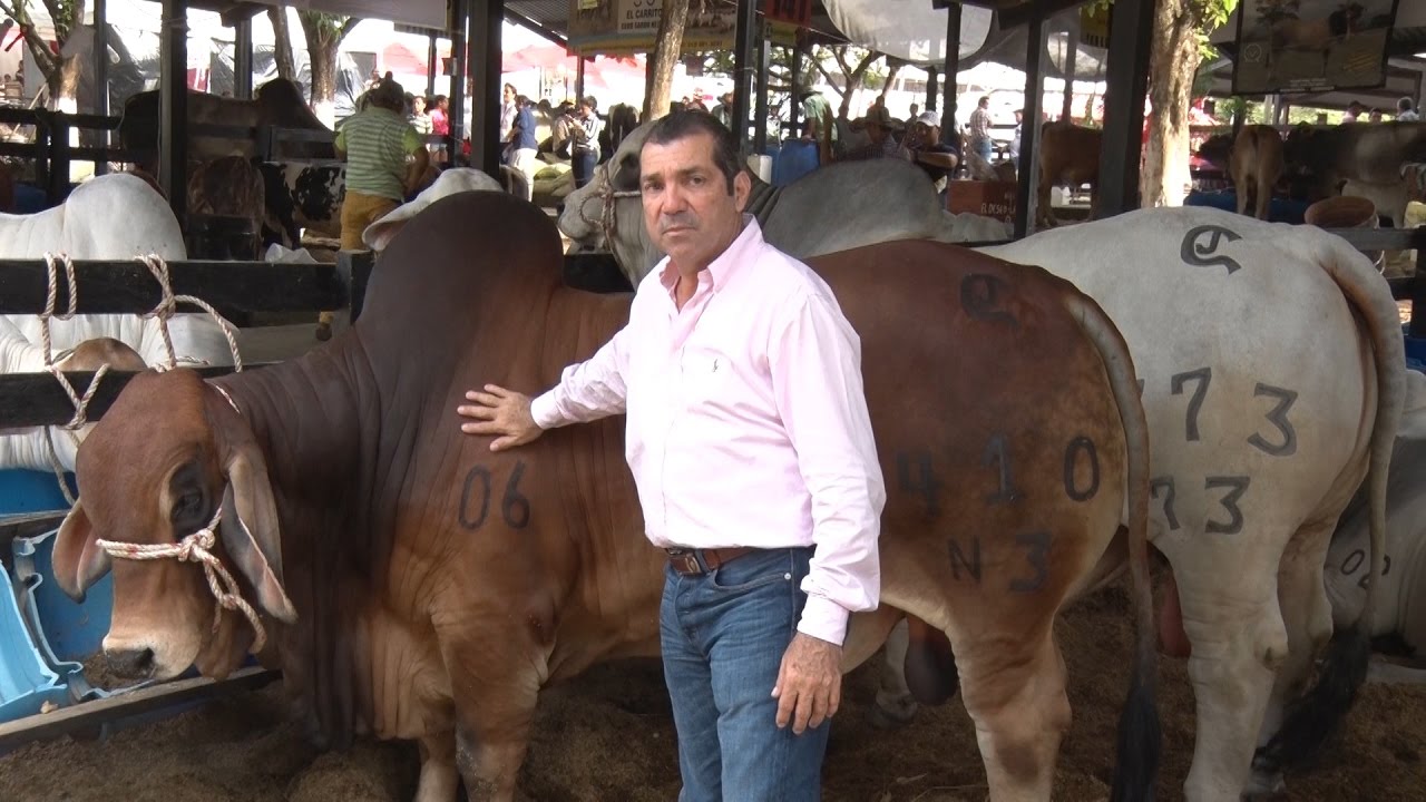 MONTERÍA Y SUS FERIAS GANADERAS