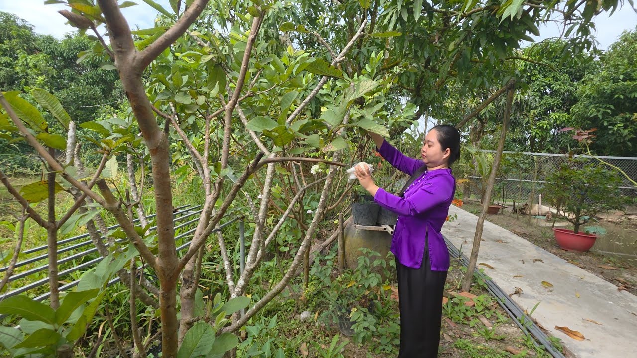 NGÀY GIÁP TẾT ĂN BỮA CƠM QUÊ MẸ NẤU CANH HẾN RAU CẢI TRỜI ĐƯỢC TẶNG XOÀI CHÍN CÂY ĐẦU MÙA THƠM NGON