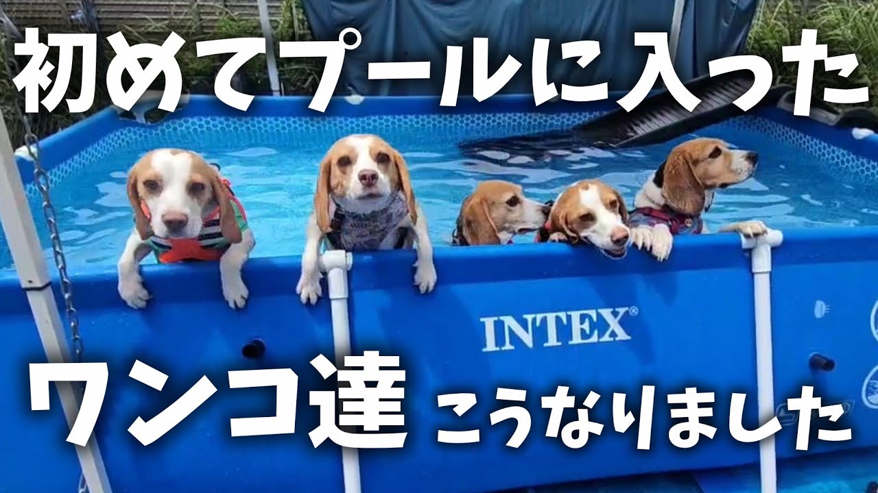 兄弟犬と一緒にプール初挑戦と江ノ島へ遊びに行ってきた
