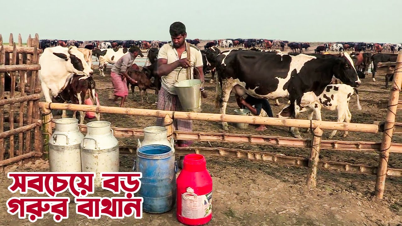 শাহজাদপুরে বাংলাদেশের সবচেয়ে বড় গরুর বাথান || Panorama Documentary