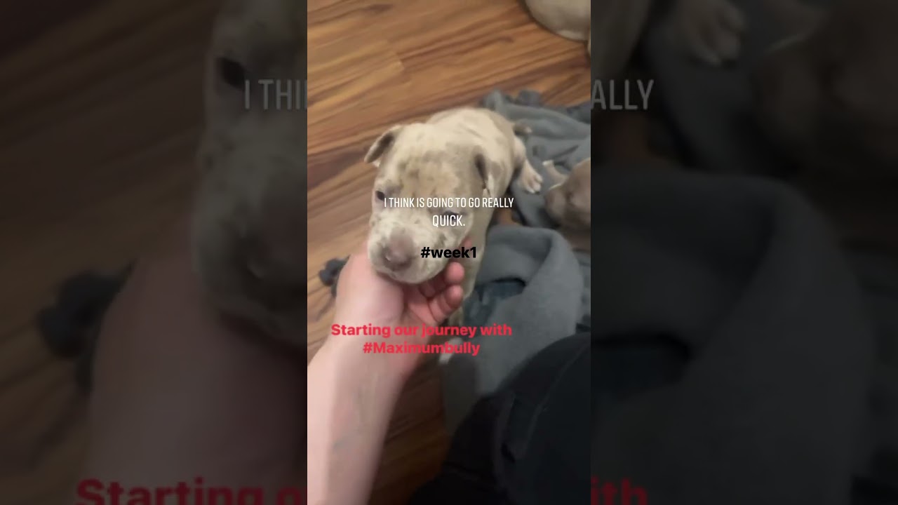 #￼Maximumbully 