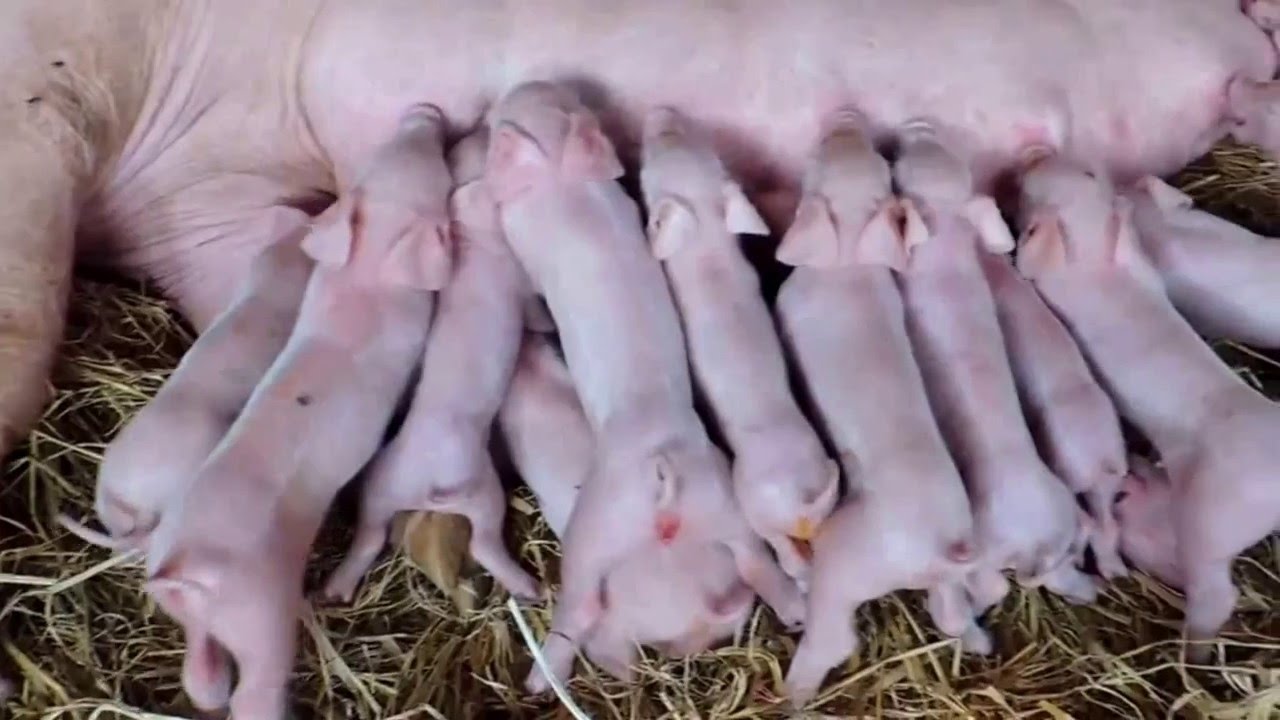 Ferkel