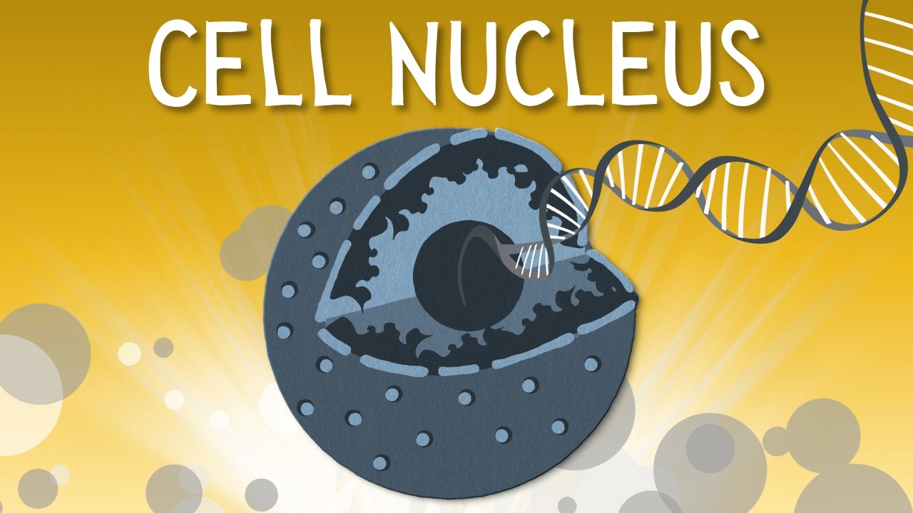 Why the cell nucleus is so important
