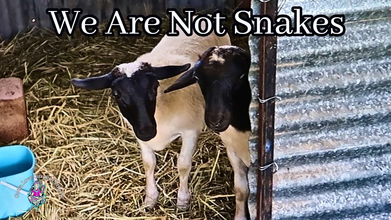 You Have To Meet Huey And Duey