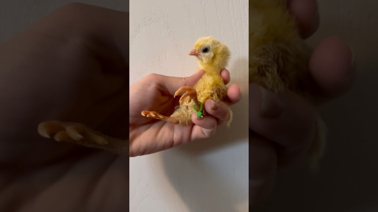 Correcting Curled Toes on a Chick | 1-Minute How To