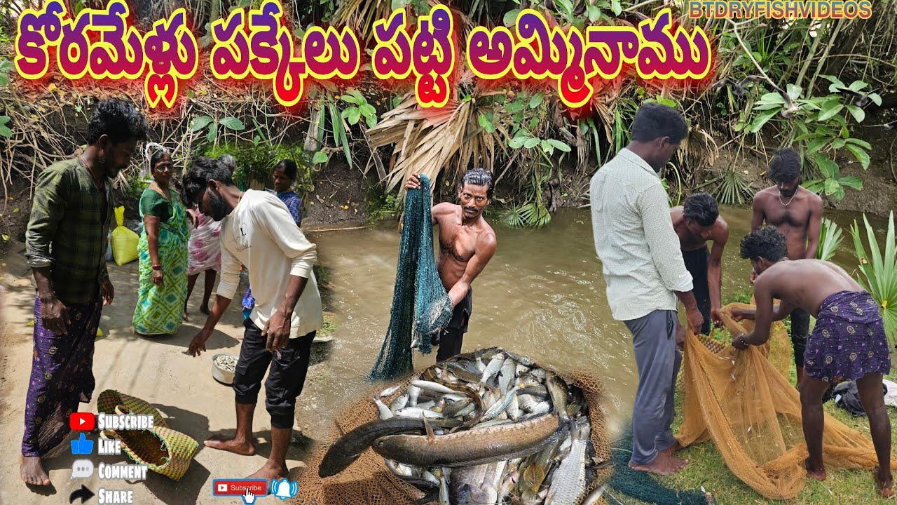చేపలు పక్కేలు పట్టి అమ్మినాము#penumudi #fishing #villagevideos#koramenu #penumudiriver #floods #fish