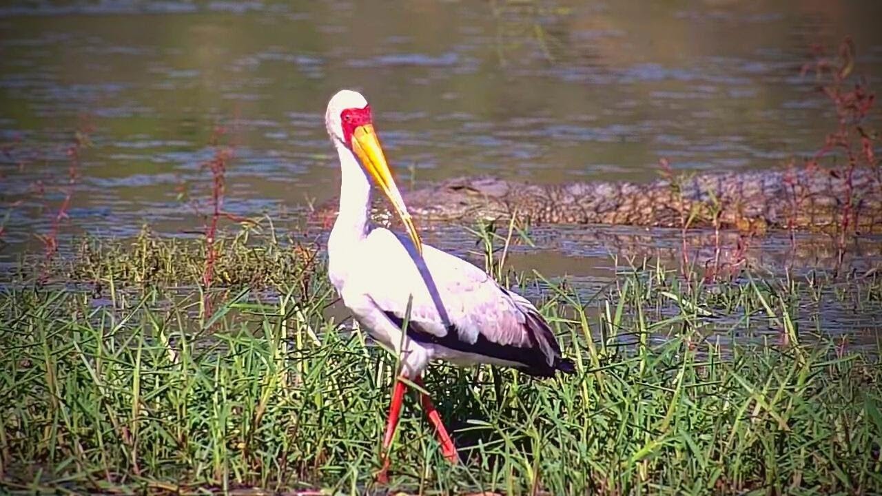 Yellow-Billed Stork And Crocodile