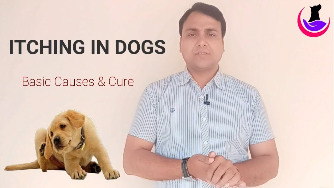 Dog को खुजली (itching) क्यो होती है?