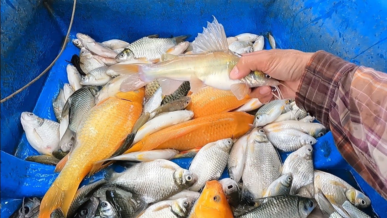 26f lớn một vợt thả cáp giá rẻ cho anh em đi kiếm ăn // Phong68