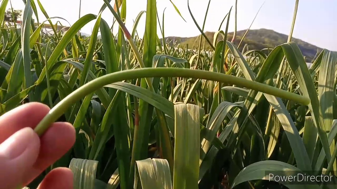 Spring Season Is the Growing Period of Garlic Plants - South Korea