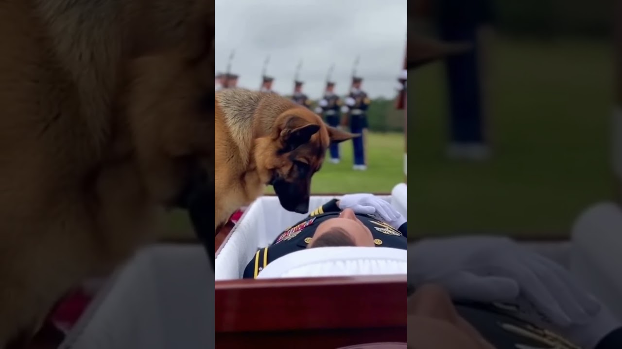 Heartbreaking: K9 Partner&rsquo;s Final Farewell to Fallen Hero 🕊️ #k9 #military  #armydog #germanshepherd
