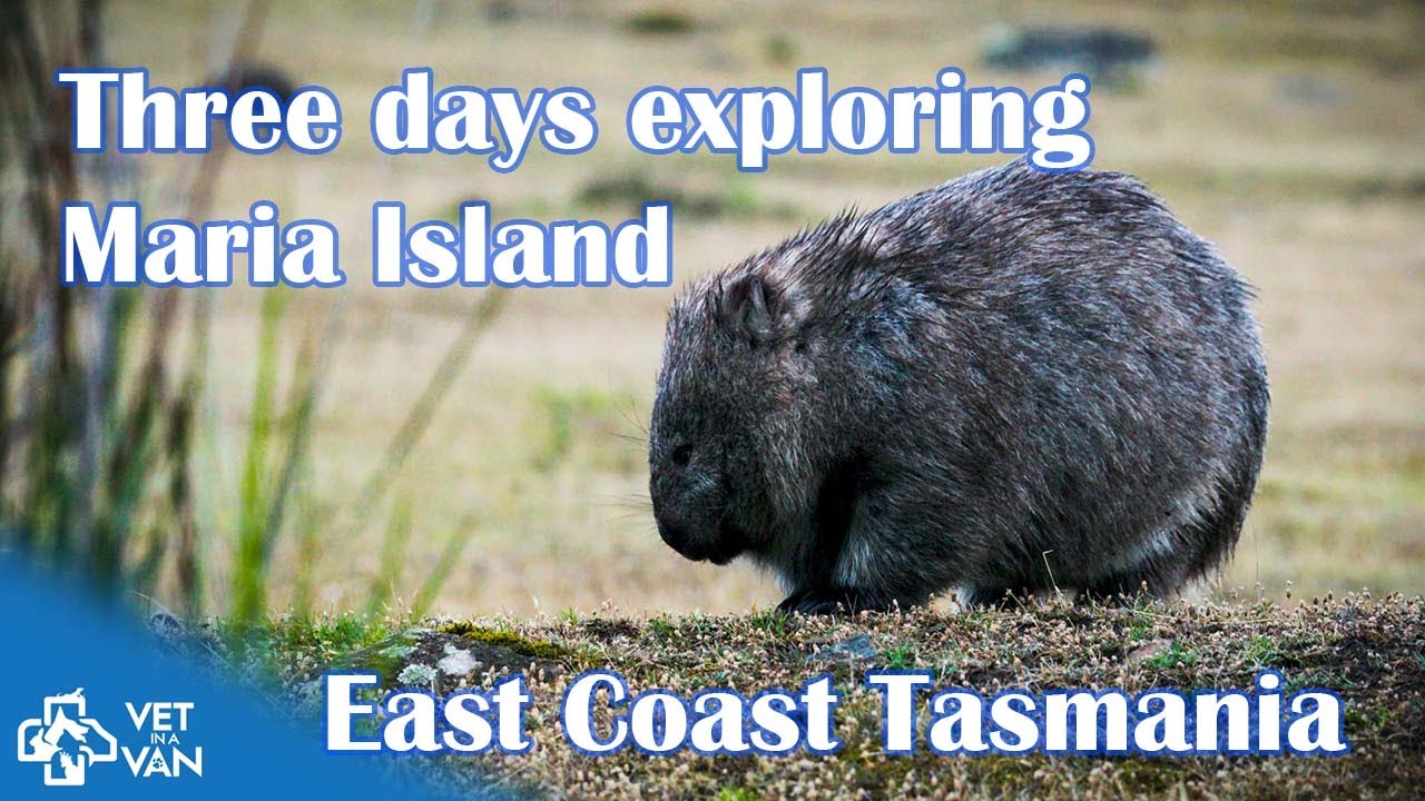 Exploring Maria Island &ndash; Tasmania&rsquo;s Wilderness | Wildlife, History & Scenic Hikes