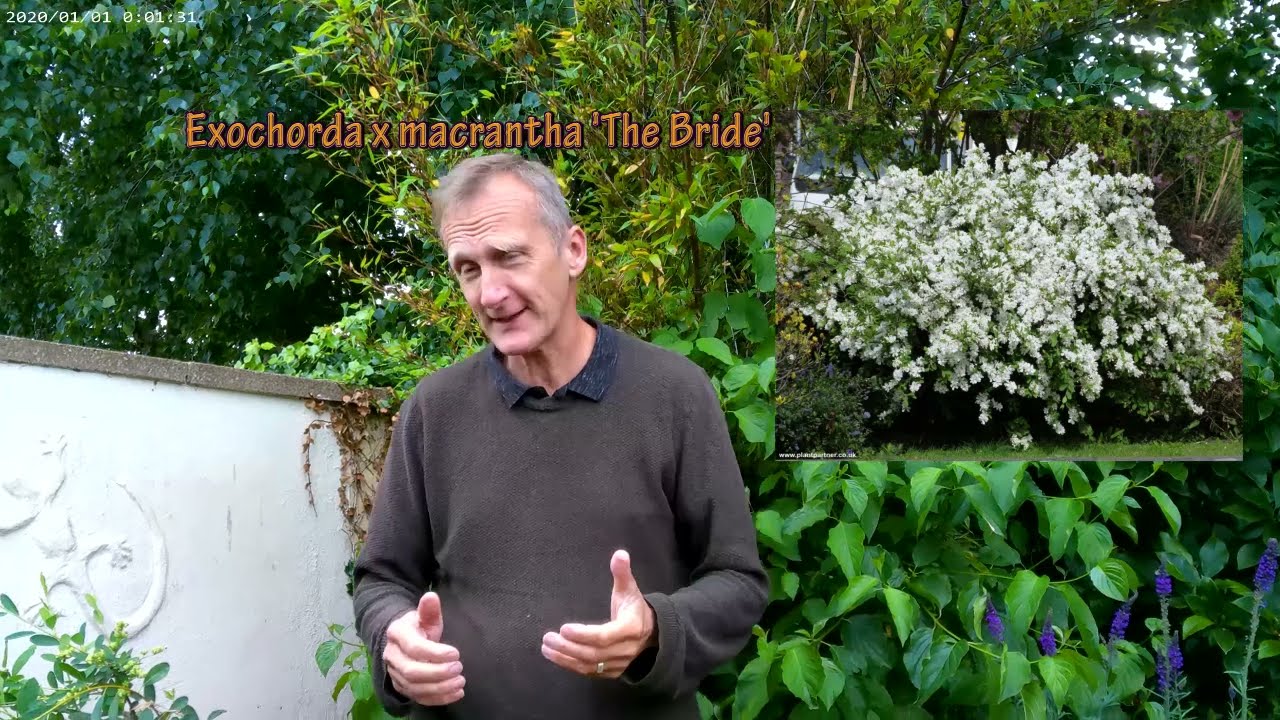 Как обрезать Exochorda macrantha 'The Bride'