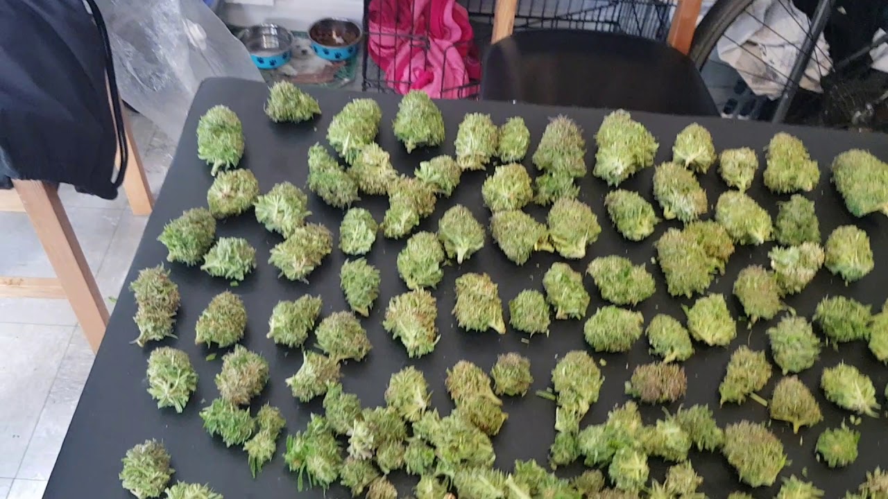 UK GUERRILLA GROW 2019 SEASON