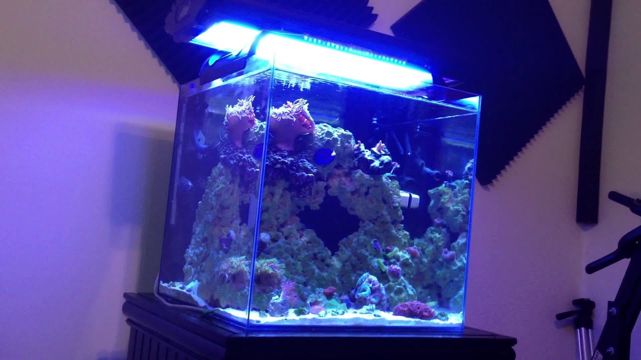 Mr Aqua 25 Gallon Rimless Cube: 6 month update