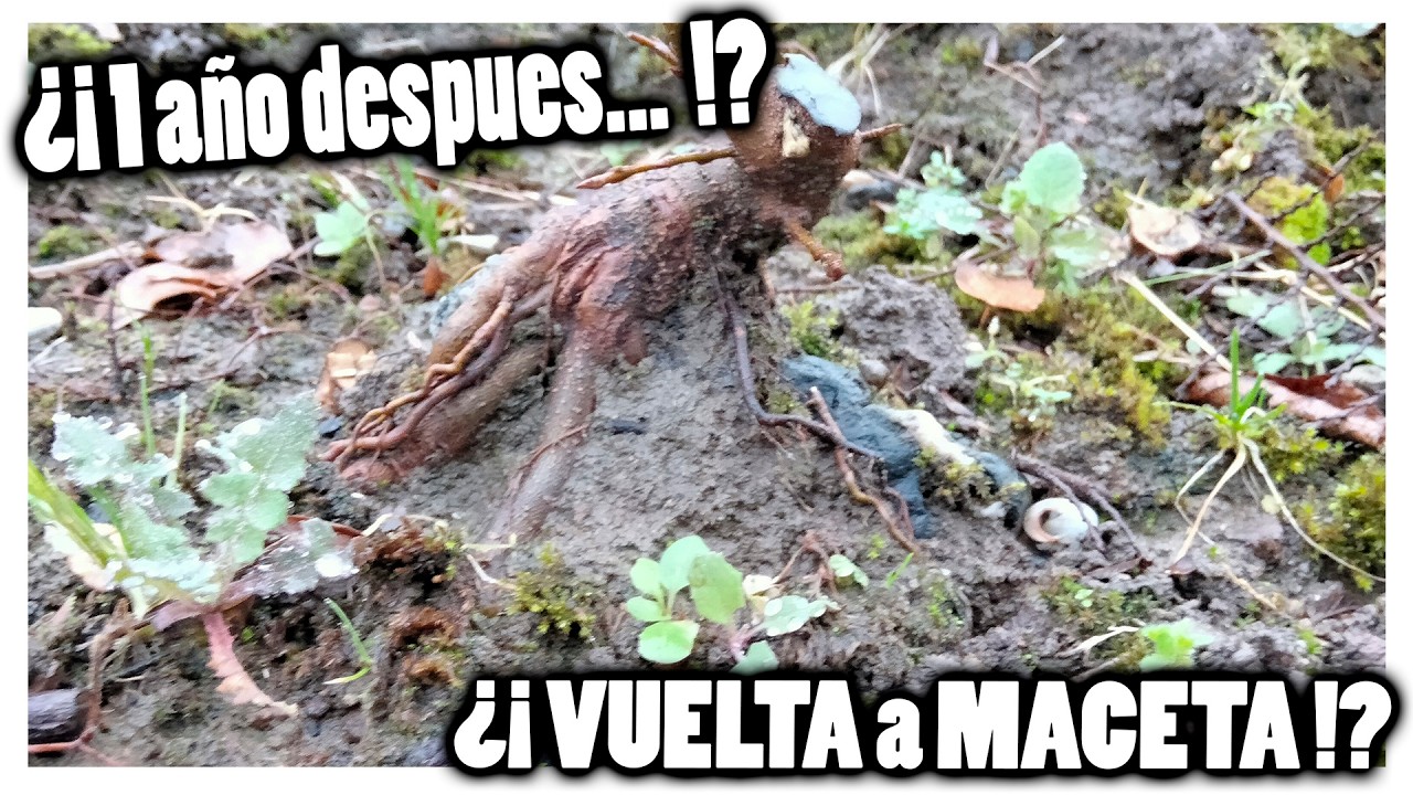 Experimento de un año en el HUERTO de BONSIAS! Mi Acer burgeriano miyasama en roca! :D
