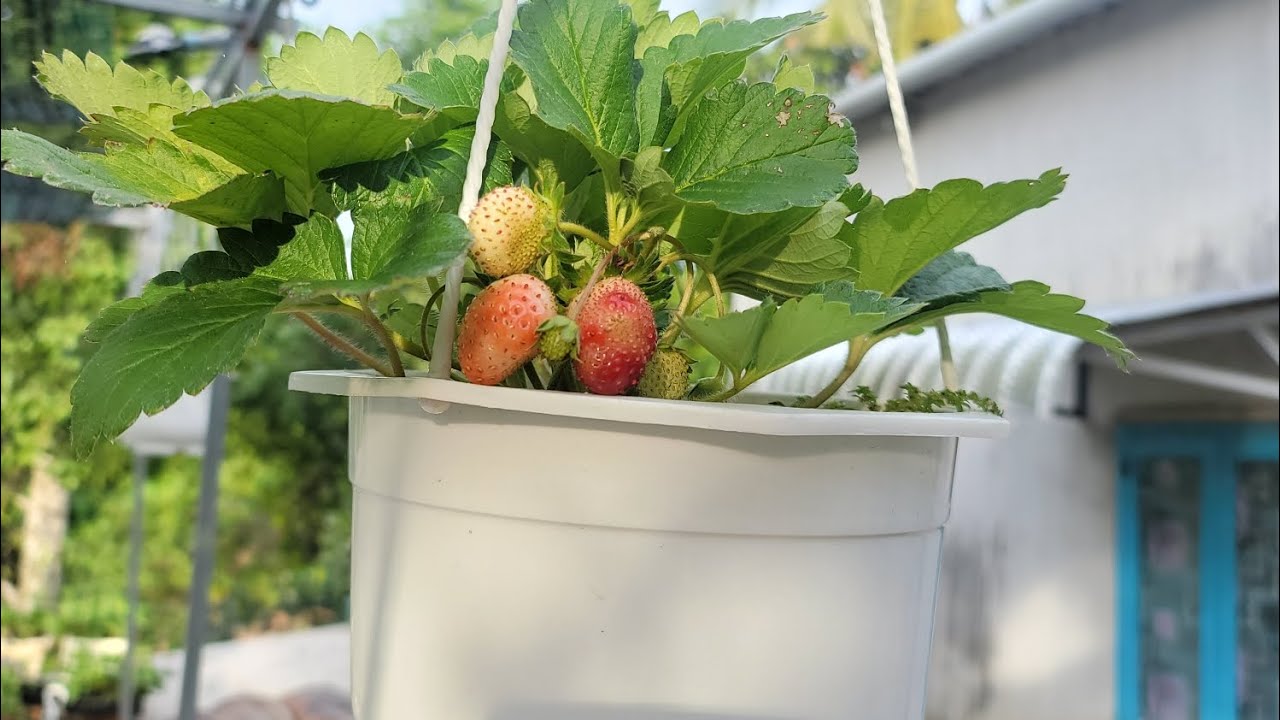 Thăm vườn dâu hana đang trái chín, ngó, cây tốt sum xuê sau 3 ngày tưới đạm hữu cơ🥰