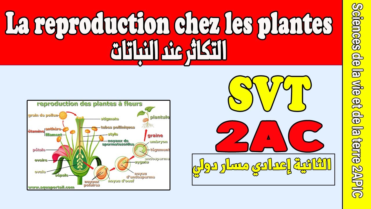 reproduction chez les plantes 2 année collège | svt cours 2année collège