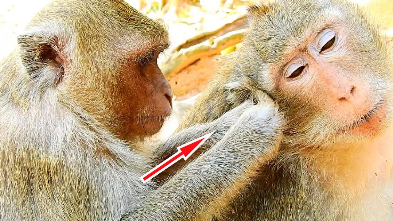 Sweet !! Young Female Ginger Monkey Wildlife Come To Offer Best Grooming for Big Thara Monkey