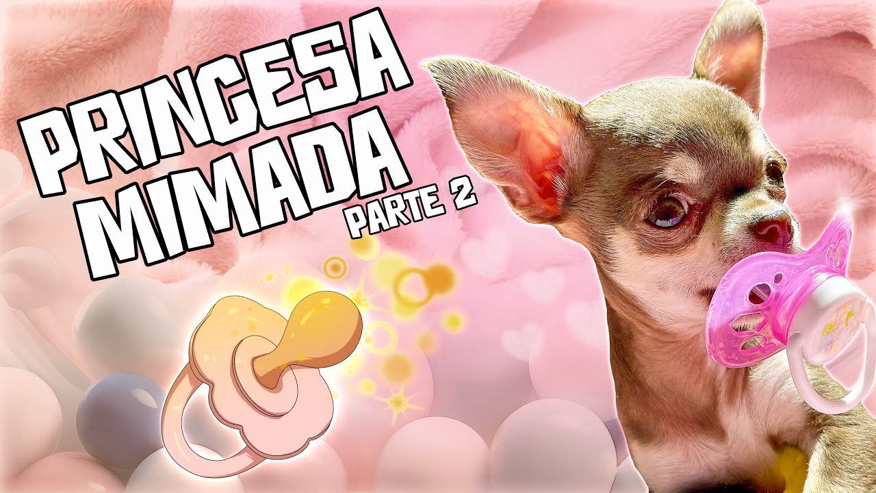 UMA CHIHUAHUA MIMADA?