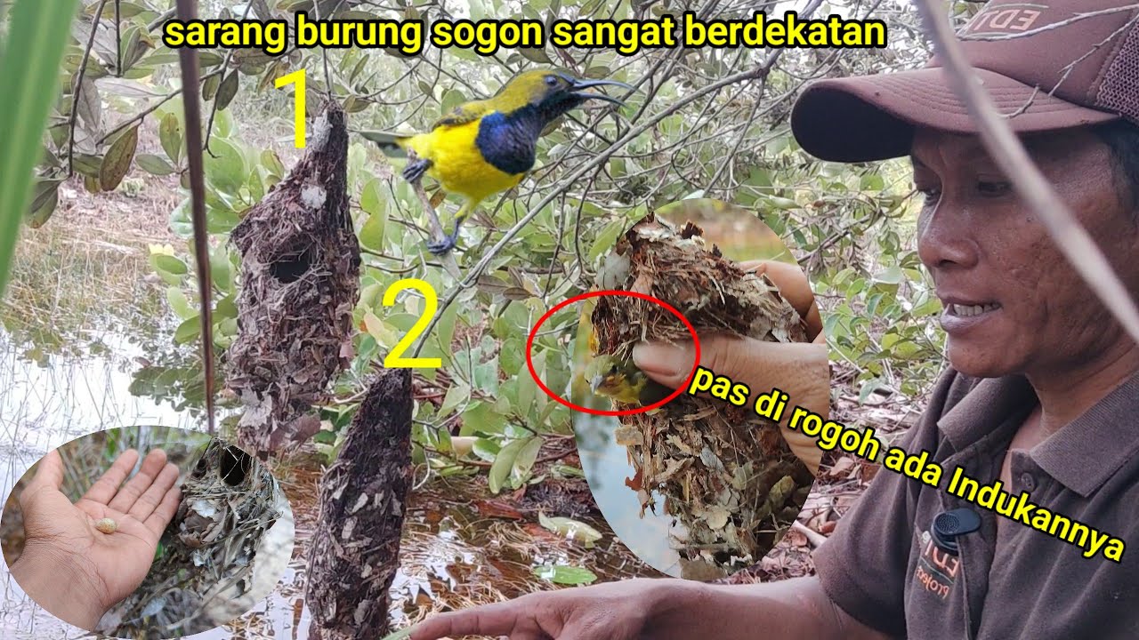 Cari sarang burung baru kali ini lihat sarang burung sogon sangat berdekatan