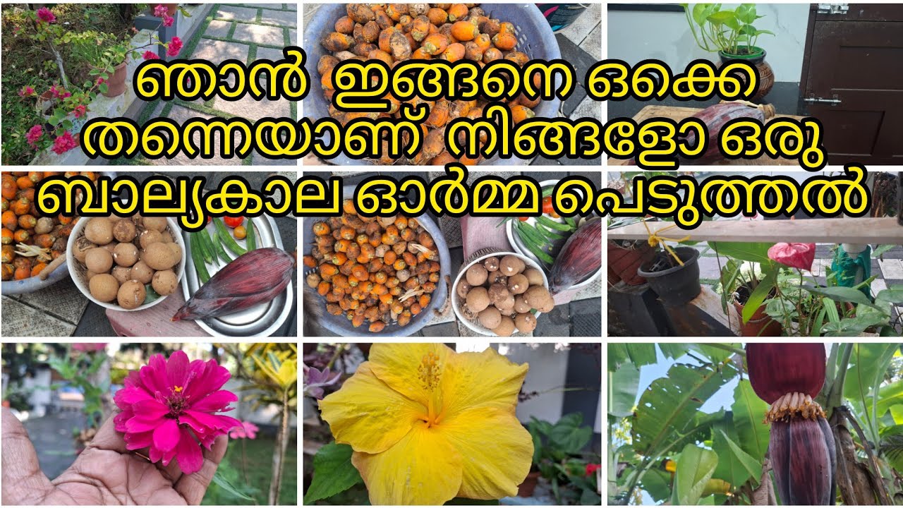 പ്രകൃതി സൗന്ദര്യം ആസ്വദിക്കാന്‍ കേരളത്തില്‍ തന്നെ ജനിക്കണം/ കൃഷി 