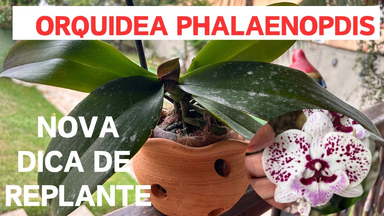 Orquídea Phalaenopsis, nova dica de replantar .