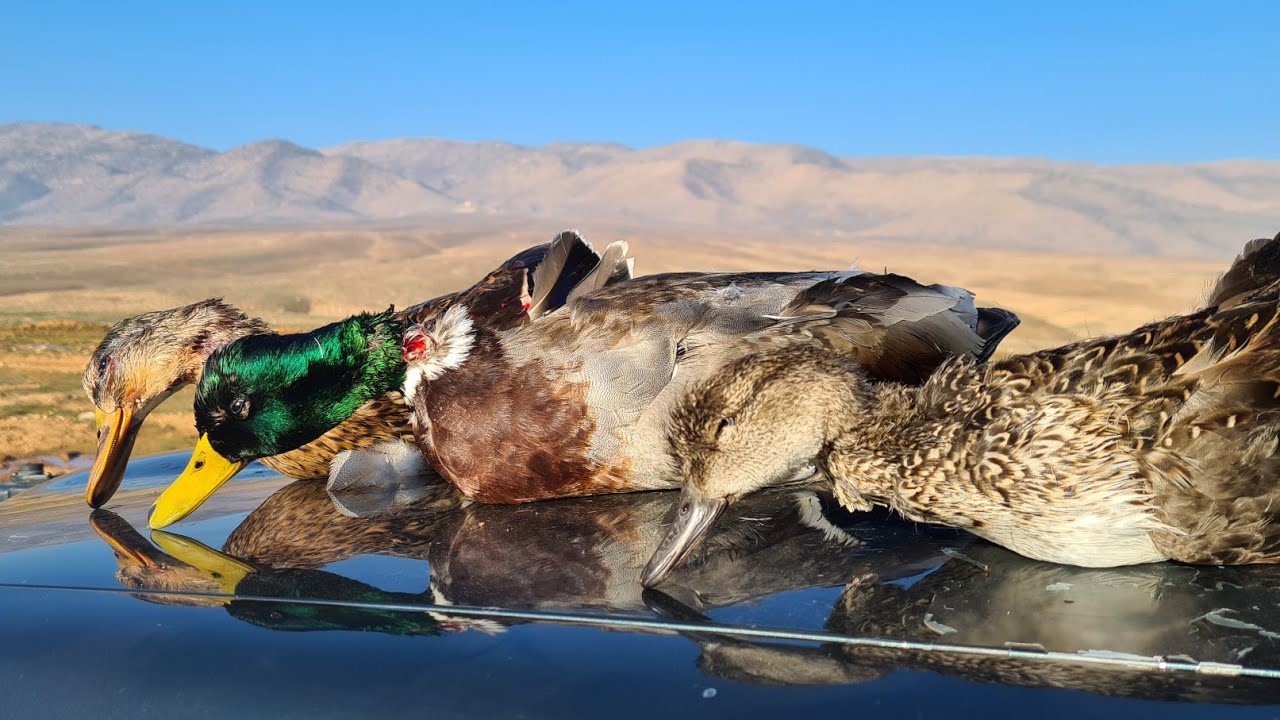 Duck Hunting Trip To Bekaa-Lebanon رحلة صيد بط الى يقلوم حبيب عبود.