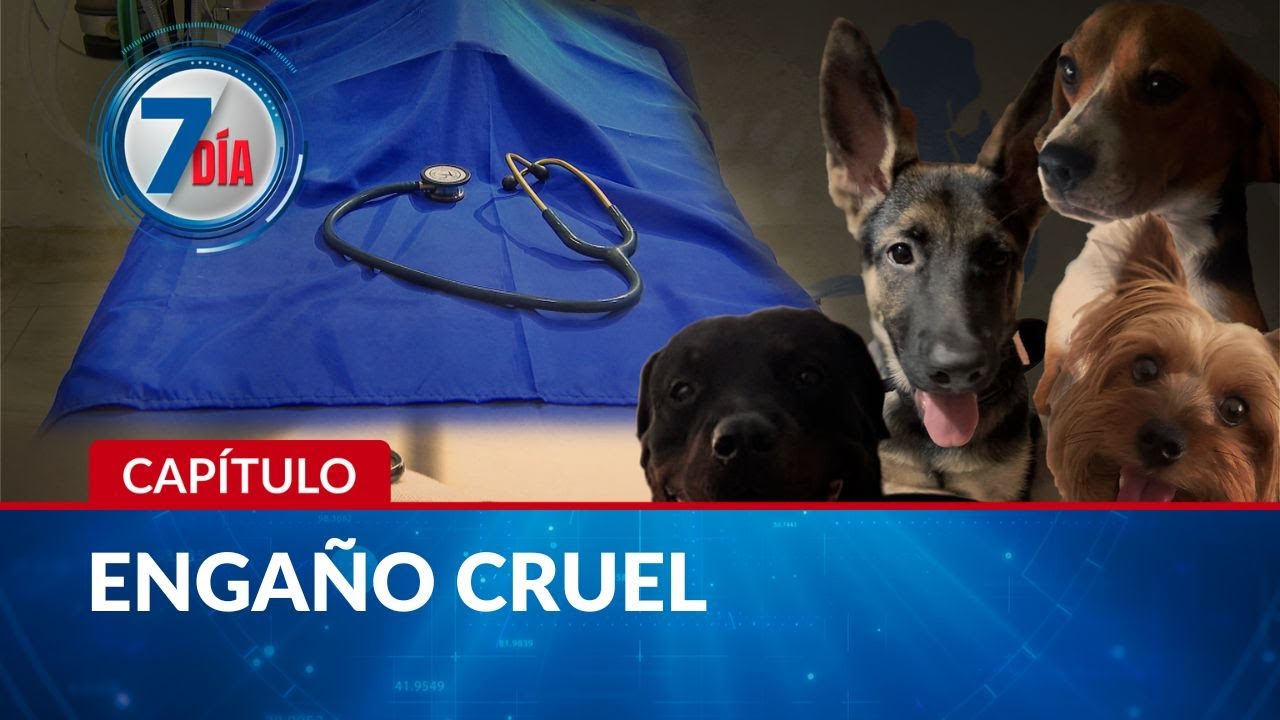 Ojo con los falsos veterinarios: este hombre perjudicó mascotas de varios colombianos | Séptimo Día