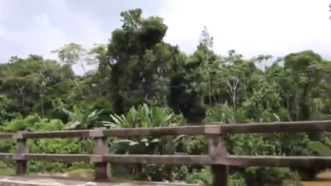Asfaltar Bolivia Documental sobre la Carretera Por el TIPNIS