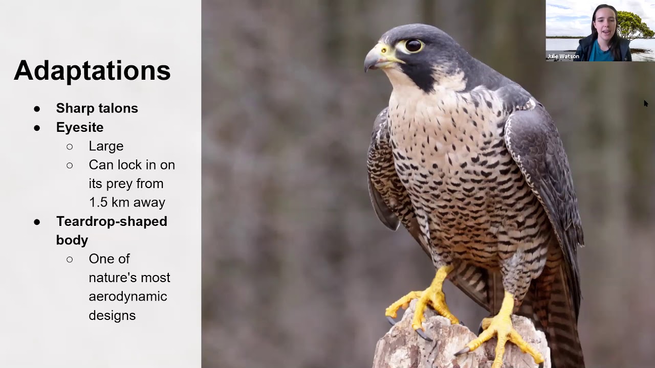 Peregrine Falcons