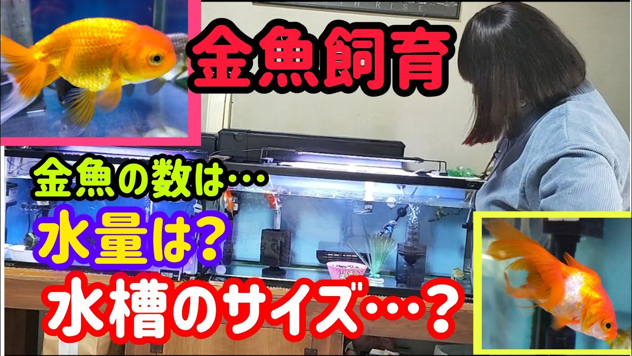[金魚]　[金魚水槽]　金魚何びき入れるの？　水槽の目安…　水槽の大きさ…メンテナンスしやすい水槽は…分かりますか？
