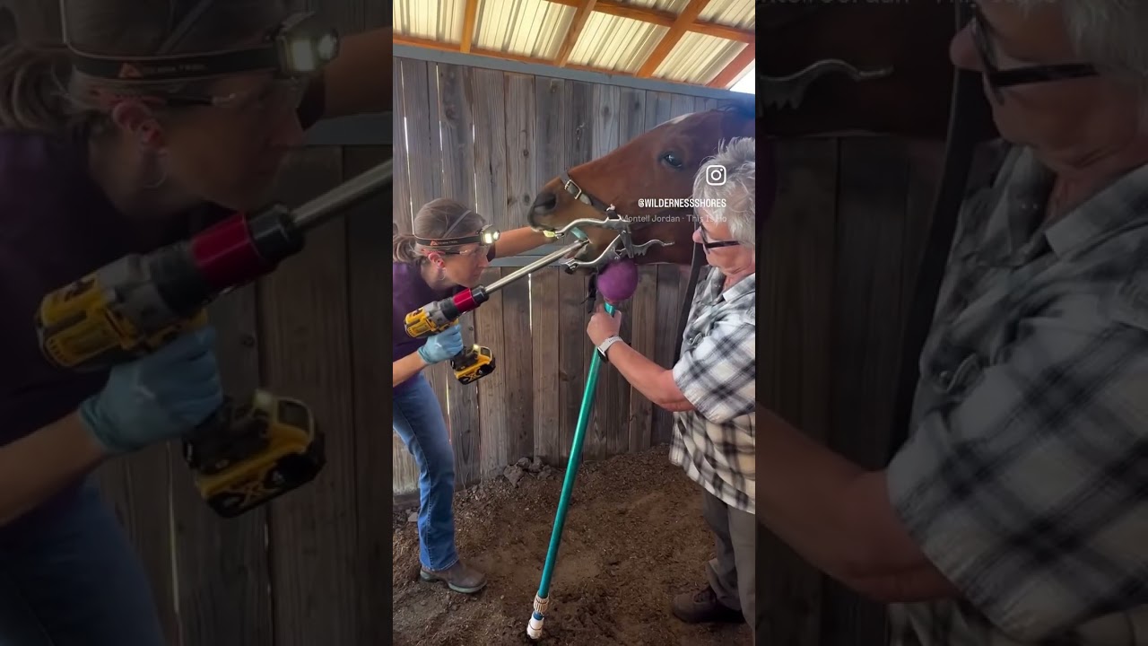 This is how we float teeth. Floating teeth is important for the health of a horse.