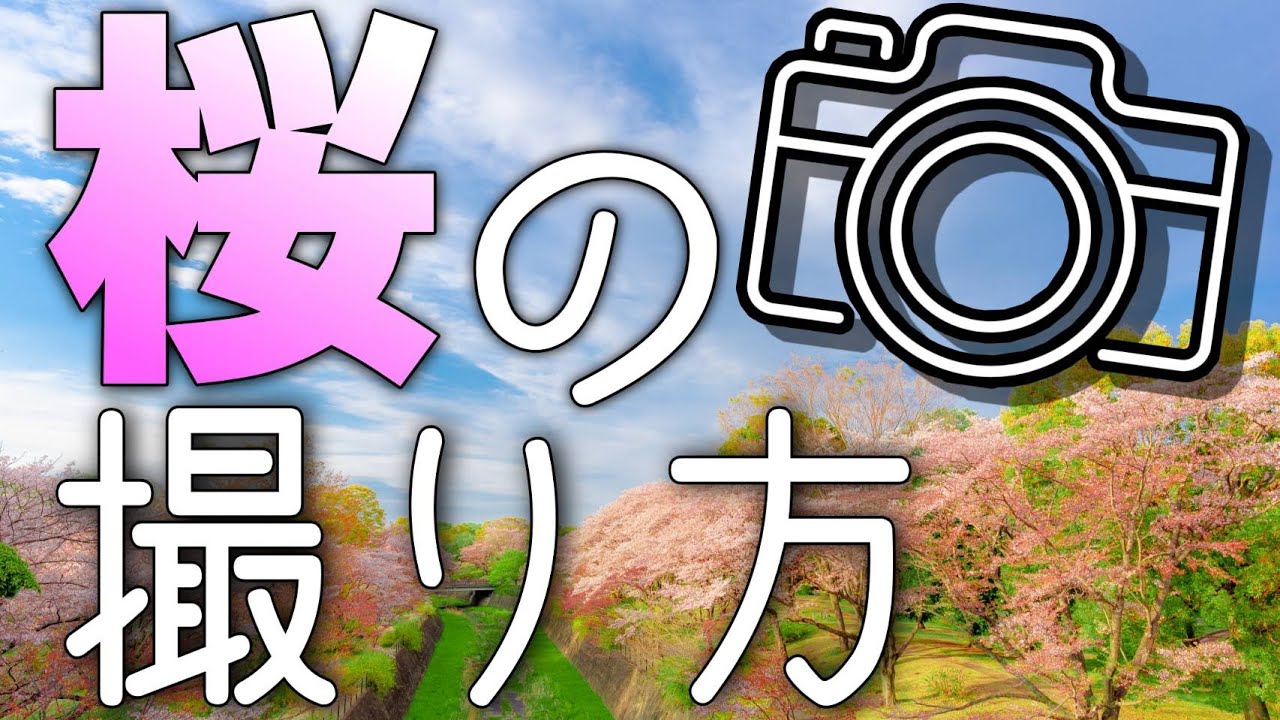 桜の撮り方&設定5選【カメラ初心者向け】一眼レフ、写真撮影テクニック！