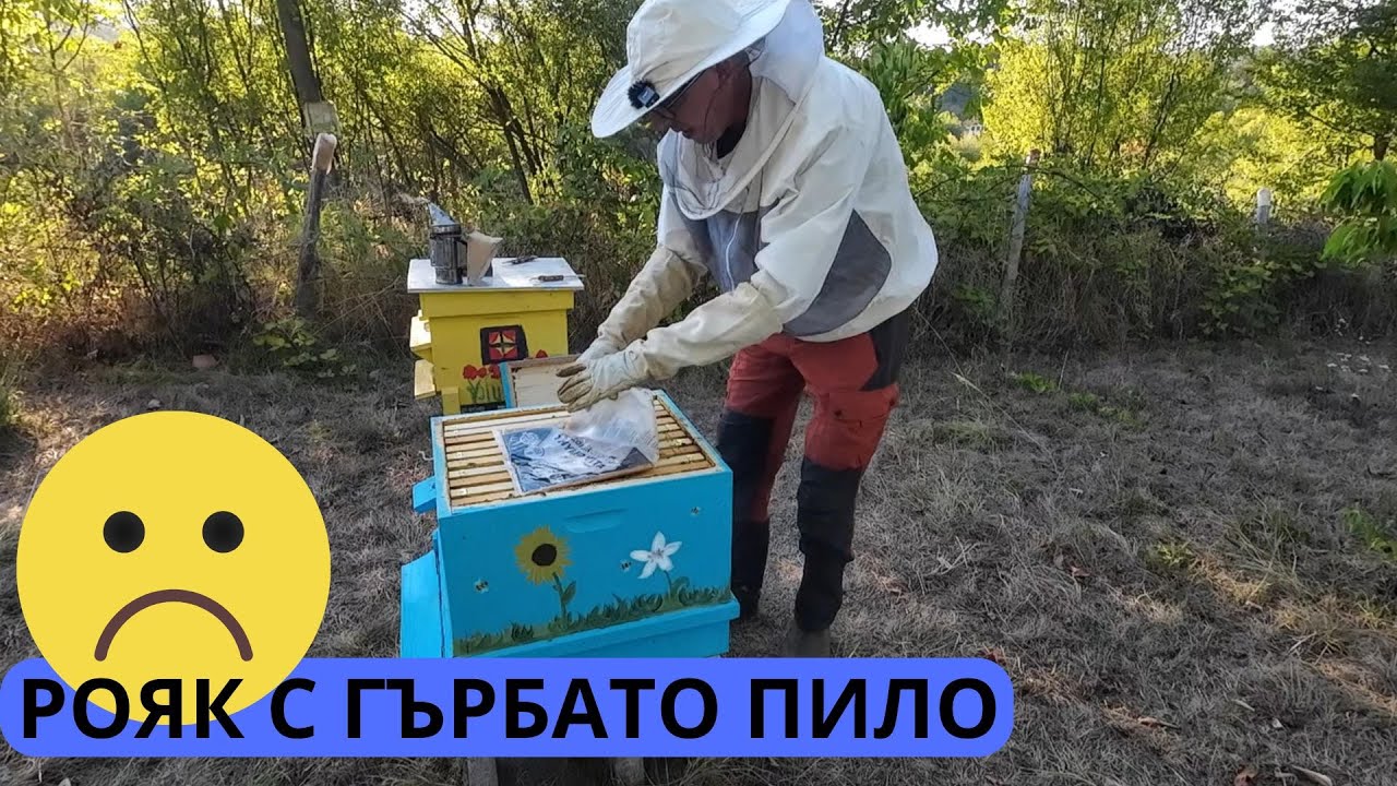 РОЯК С ГЪРБАТО ПИЛО