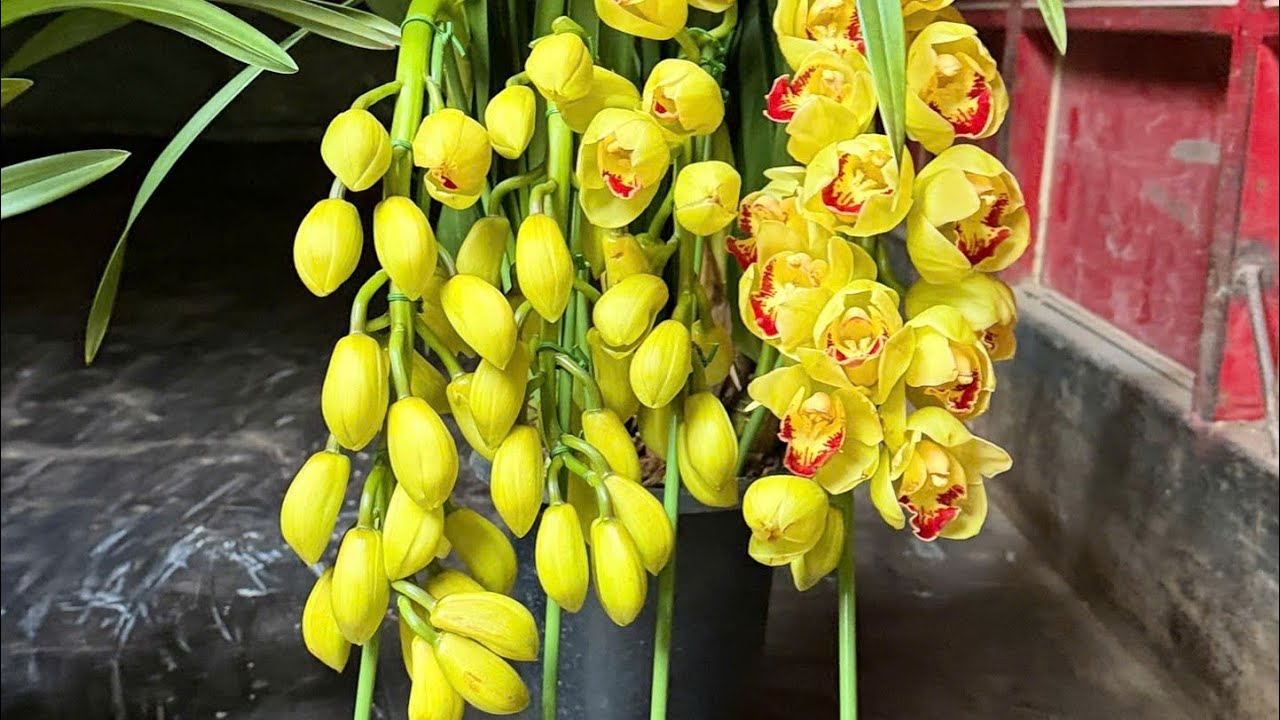Vẫn giảm giá địa lan sato đang nụ hoa chơi tết ba tháng. Lh 0398 228 633