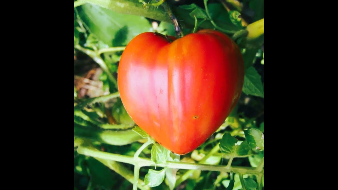 Comment rempoter ou planter  une plante en pot en attendant la mise en potager