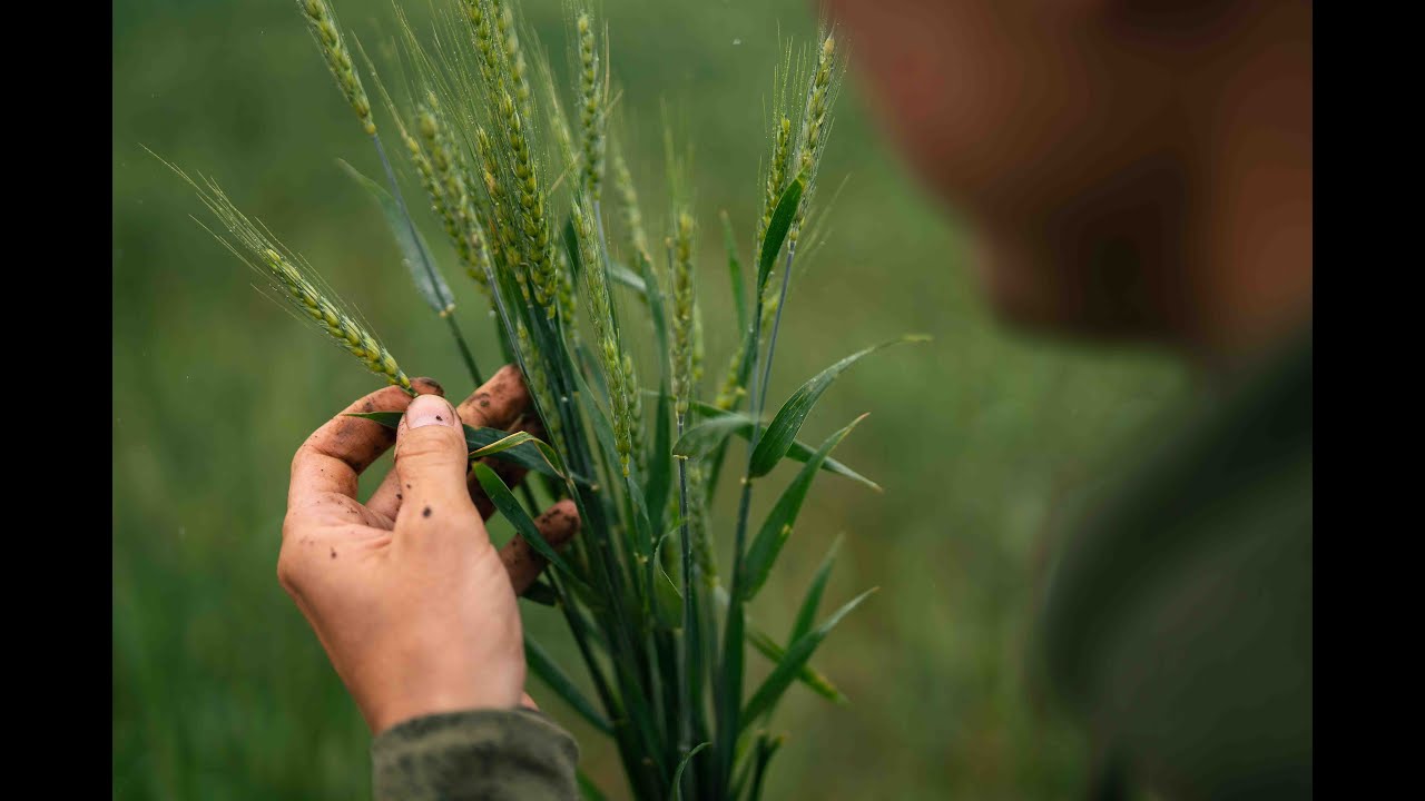Why You Should Consider FULVIC ACID To Improve Yields!!