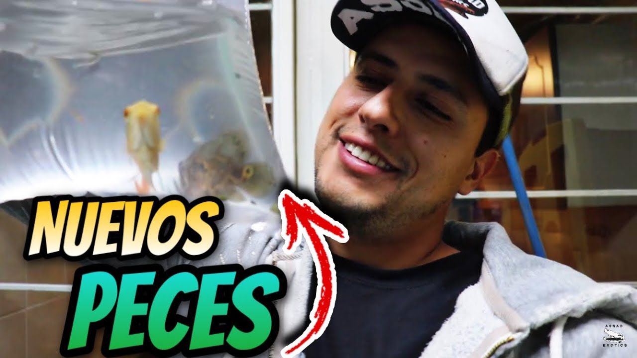 Peces Nuevos En El Estanque De Las Tortugas!!!