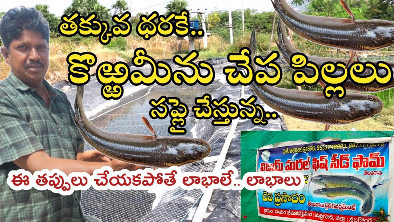 తక్కువ ధరకే కొఱ్ఱమీను చేపపిల్లలు సప్లై చేస్తున్న|| low cost korramenu fish seed supply in Telangana