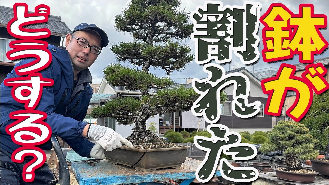 これで安心！鉢が割れたときの対処法と植替えのベストタイミング【盆栽の管理】