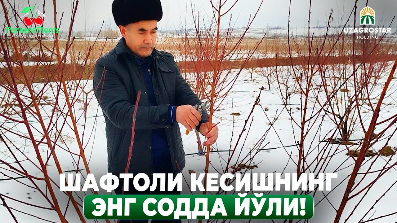 ШАФТОЛИ ПАРВАРИШИДА ЭНГ МУҲИМ БОСҚИЧ! | ШУҲРАТ АБРОРОВ #shuhratabrorov #shaftoli #kesish