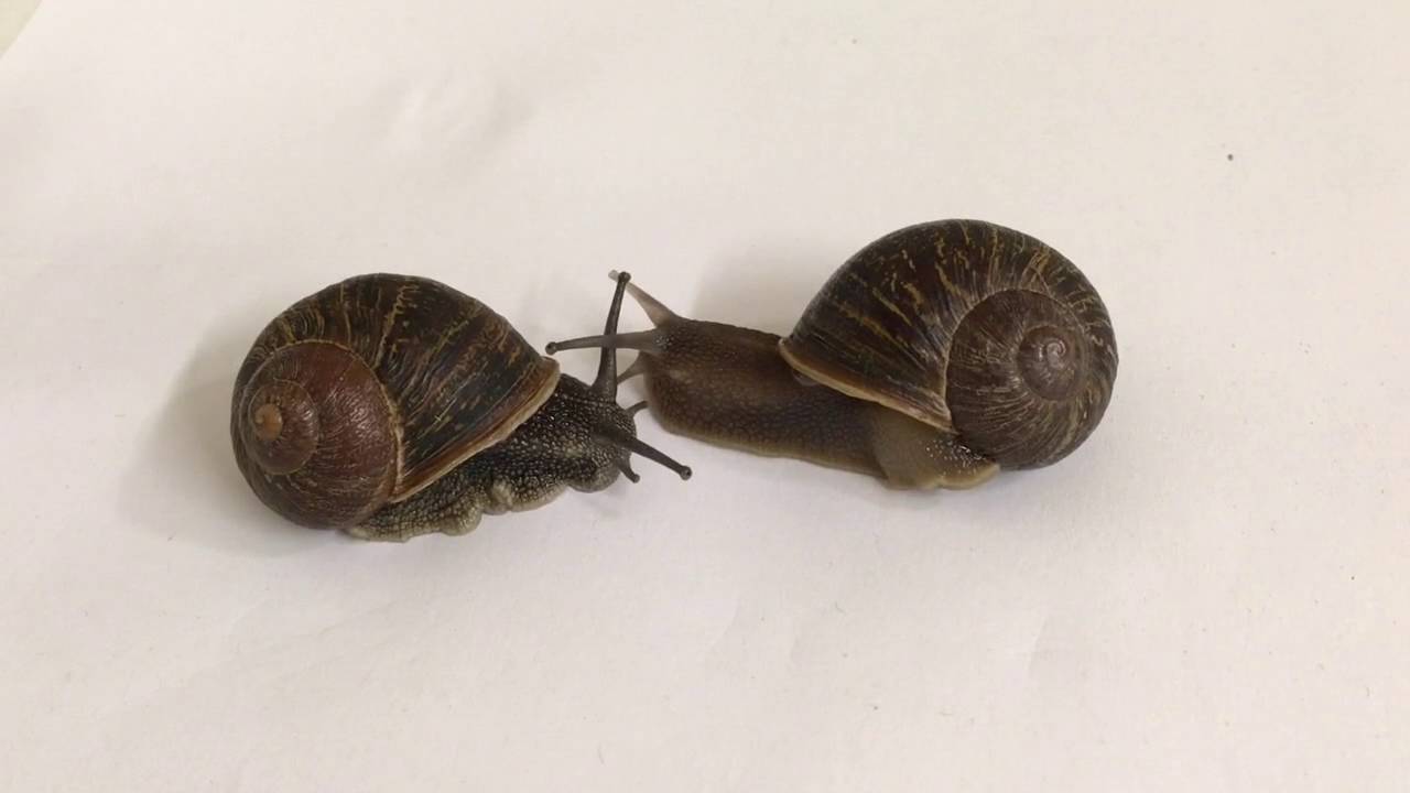 Lonely &lsquo;lefty&rsquo; snail seeks mate for love &ndash; and genetic study
